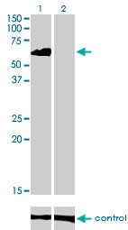 1 - EIF4G3 Antibody (monoclonal) (M03) AT1884a
