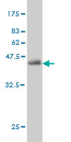 1 - ENSA Antibody (monoclonal) (M02) AT1914a