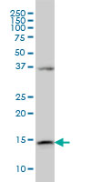 1 - ENSA Antibody (monoclonal) (M02) AT1914a