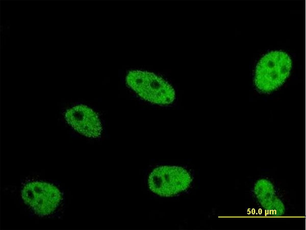 3 - ERH Antibody (monoclonal) (M14) AT1942a
