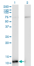 1 - ERH Antibody (monoclonal) (M14) AT1942a