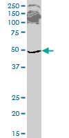 1 - ETF1 Antibody (monoclonal) (M02) AT1951a