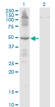 1 - ETF1 Antibody (monoclonal) (M02) AT1951a