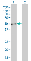 1 - EVL Antibody (monoclonal) (M01) AT1958a