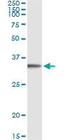 5 - FGL1 Antibody (monoclonal) (M01) AT2040a