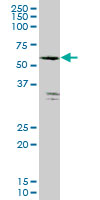 1 - FLJ10986 Antibody (monoclonal) (M04) AT2063a