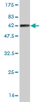 1 - FLJ20643 Antibody (monoclonal) (M06) AT2068a