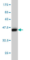 1 - FLJ23834 Antibody (monoclonal) (M03) AT2071a