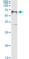 5 - FOXA2 Antibody (monoclonal) (M10) AT2086a