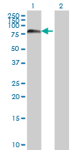 1 - FOXJ2 Antibody (monoclonal) (M06) AT2095a