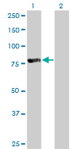1 - FOXP4 Antibody (monoclonal) (M01) AT2103a