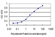 10 - FOXR2 Antibody (monoclonal) (M01) AT2106a