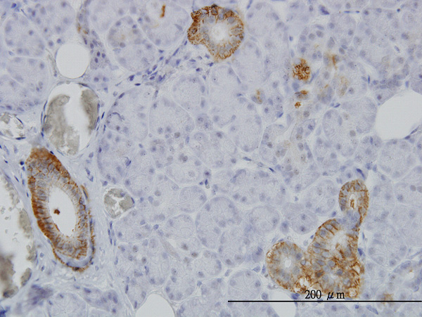 2 - FXYD2 Antibody (monoclonal) (M01) AT2128a