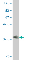 1 - FXYD2 Antibody (monoclonal) (M01) AT2128a