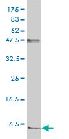 1 - FXYD2 Antibody (monoclonal) (M01) AT2128a