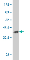 1 - G10 Antibody (monoclonal) (M10) AT2134a