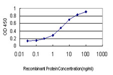 10 - GALNT6 Antibody (monoclonal) (M01) AT2147a