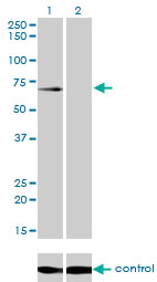 1 - GALNT6 Antibody (monoclonal) (M01) AT2147a