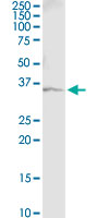 5 - GAPDH Antibody (monoclonal) (M03) AT2152a