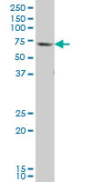 1 - GATAD2B Antibody (monoclonal) (M01) AT2165a