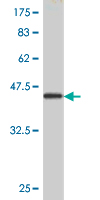 1 - GEMIN6 Antibody (monoclonal) (M08) AT2189a