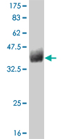 1 - GFRA1 Antibody (monoclonal) (M03) AT2194a