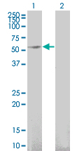 1 - GFRA1 Antibody (monoclonal) (M03) AT2194a