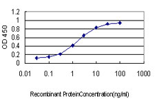 10 - GML Antibody (monoclonal) (M01) AT2219a