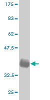 1 - GML Antibody (monoclonal) (M01) AT2219a