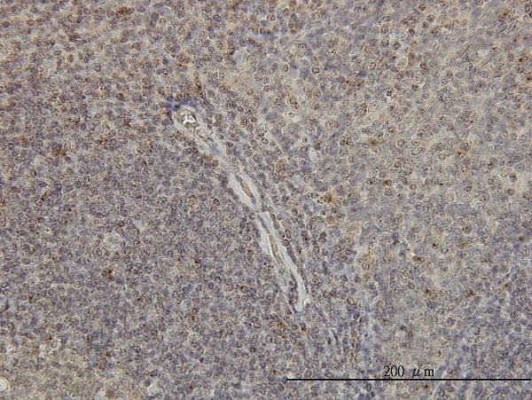 2 - GNAI1 Antibody (monoclonal) (M01) AT2225a