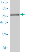 1 - GNAI1 Antibody (monoclonal) (M01) AT2225a