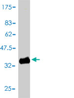 1 - GNG4 Antibody (monoclonal) (M01) AT2231a
