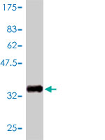 1 - GNGT2 Antibody (monoclonal) (M01) AT2233a