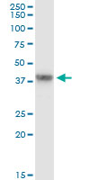5 - GRAP2 Antibody (monoclonal) (M01) AT2256a