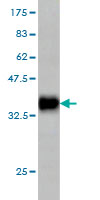 1 - GRID1 Antibody (monoclonal) (M01) AT2262a