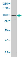 1 - GRID1 Antibody (monoclonal) (M01) AT2262a