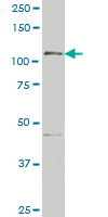 1 - GTF2IRD1 Antibody (monoclonal) (M01) AT2291a