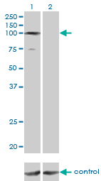 1 - GTF3C3 Antibody (monoclonal) (M02) AT2296a