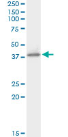 5 - HIF1AN Antibody (monoclonal) (M01) AT2369a