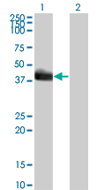 1 - HLF Antibody (monoclonal) (M01) AT2379a