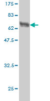 1 - HLF Antibody (monoclonal) (M04) AT2380a