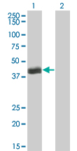 1 - HLF Antibody (monoclonal) (M04) AT2380a