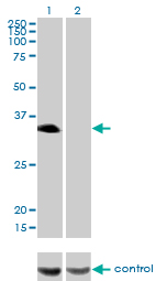 1 - HLF Antibody (monoclonal) (M04) AT2380a