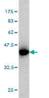 1 - ICA1 Antibody (monoclonal) (M01) AT2467a
