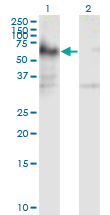 1 - ICA1 Antibody (monoclonal) (M01) AT2467a