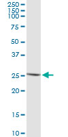 1 - IFNE1 Antibody (monoclonal) (M01) AT2489a
