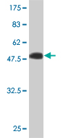 1 - IGSF6 Antibody (monoclonal) (M01) AT2495a