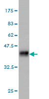 1 - IQGAP3 Antibody (monoclonal) (M01) AT2537a