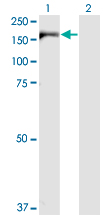 1 - IQGAP3 Antibody (monoclonal) (M01) AT2537a