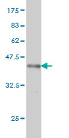 1 - ITGA9 Antibody (monoclonal) (M01) AT2567a